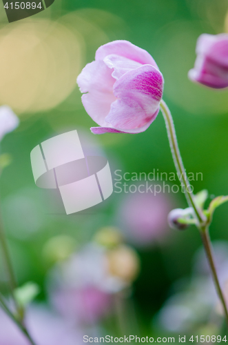 Image of Pale pink flower Japanese anemone, close-up