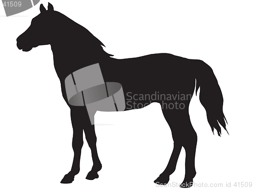 Image of horse