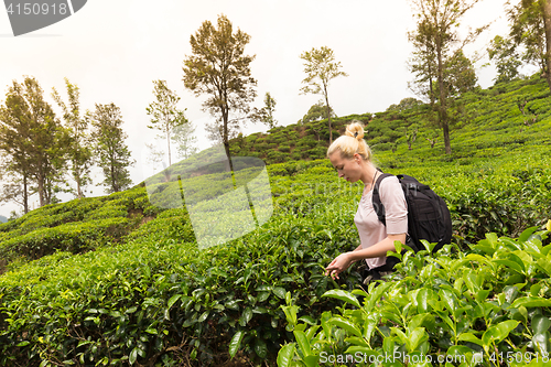 Image of Female tourist enjoying beautiful nature of tea plantations, Sri Lanka.