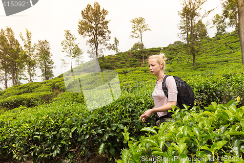 Image of Female tourist enjoying beautiful nature of tea plantations, Sri Lanka.