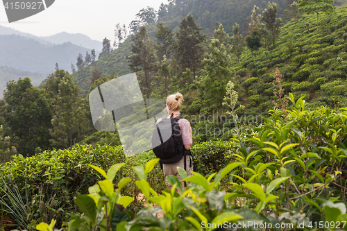 Image of Female tourist enjoying beautiful nature of tea plantations, Sri Lanka.