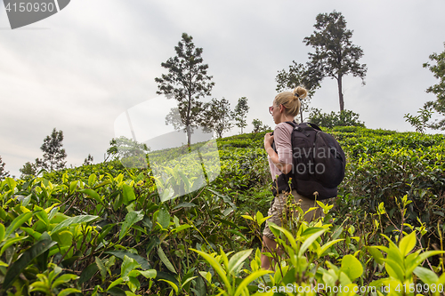 Image of Female tourist enjoying beautiful nature of tea plantations, Sri Lanka.