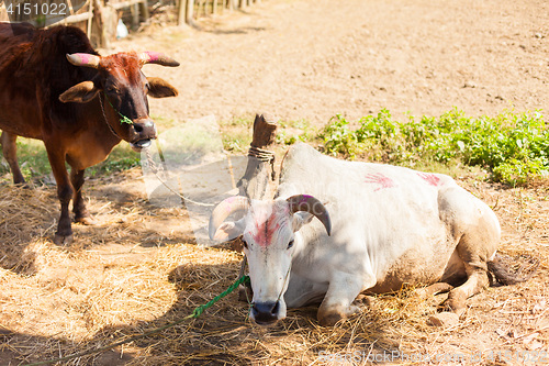 Image of Cows with tika