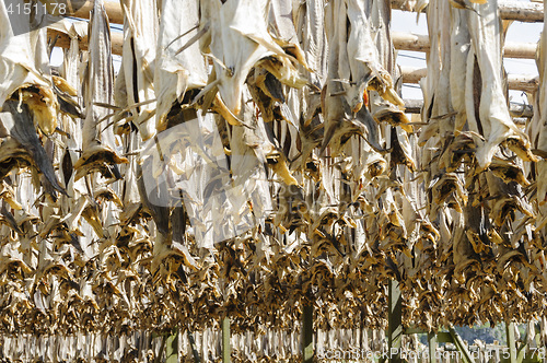 Image of Codfishes drying in Lofoten Islands