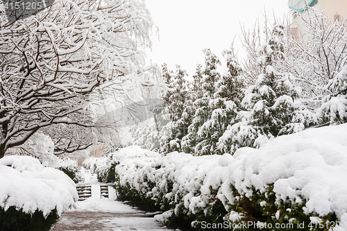 Image of Snow-covered alley in the resort village Vityazevo, Krasnodar region