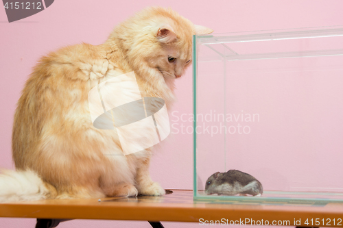 Image of The cat looks at the aquarium hamster