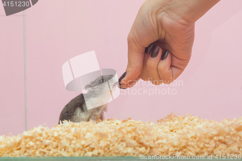 Image of She feeds the hamster seeds, close-up