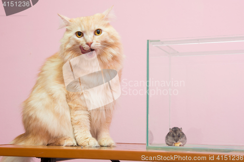 Image of The cat licked, near the aquarium hamster sitting and eating cheese