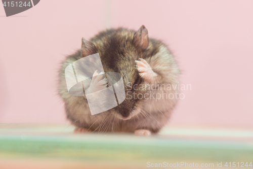 Image of Sungursky hamster washes