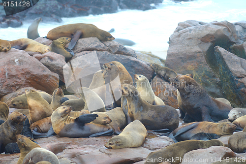 Image of Seals at Cape Cross