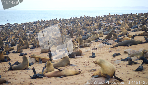 Image of Seals at Cape Cross