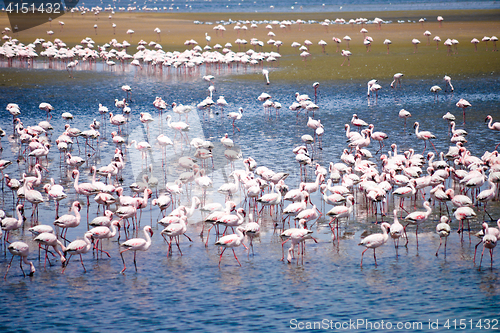 Image of Flamingoes