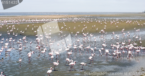 Image of Flamingoes