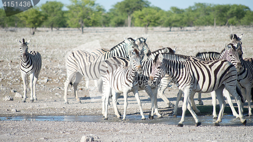 Image of zebras in Africa