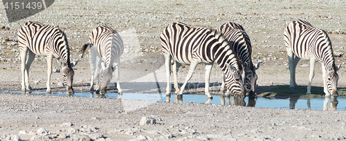 Image of zebras
