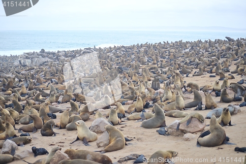 Image of Seals at Cape Cross