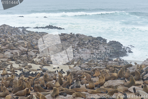 Image of Seals at Cape Cross