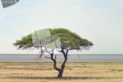 Image of african landscape