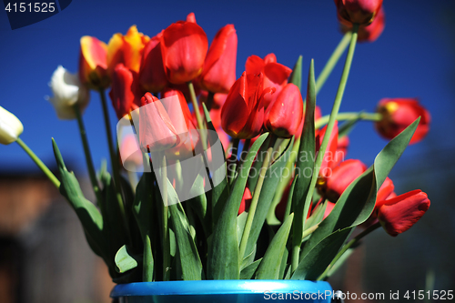 Image of bunch of red tulips