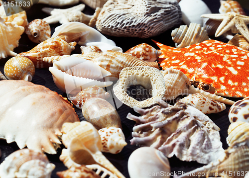 Image of  lot of seashells on setout together with crab