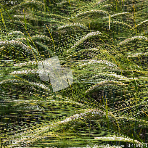 Image of Detail of green corn