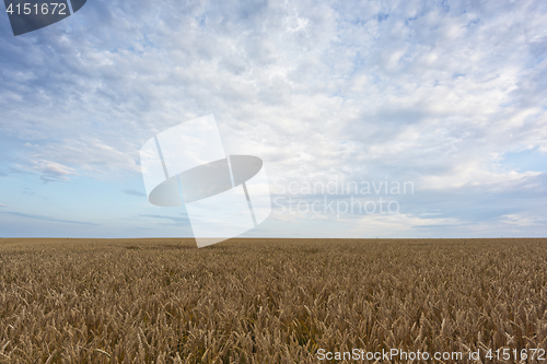 Image of Field and sky