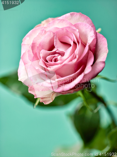 Image of beautiful pink rose