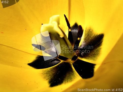 Image of Detail from Flower