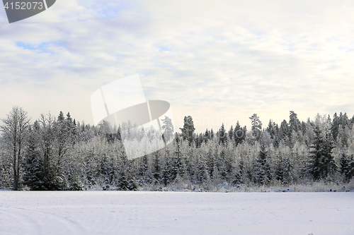 Image of Winter Landscape in Pastel Colors