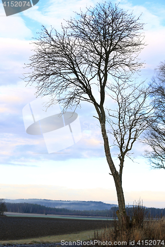 Image of Maple Tree in Winter 