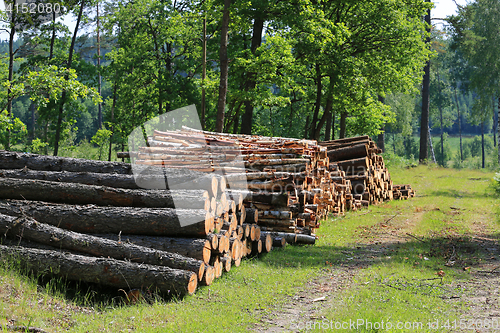 Image of Stacks of Logs by Road at Summer