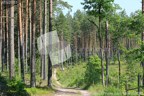 Image of Road Into Summer Forest