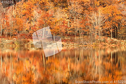 Image of Autumn foliage