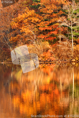 Image of Autumn foliage