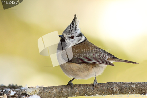 Image of Lophophanes cristatus on twig