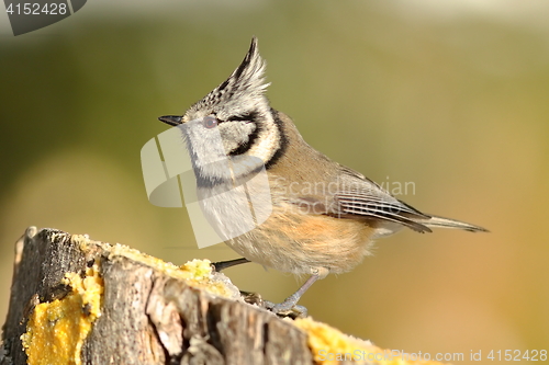 Image of beautiful garden bird at feeder