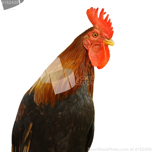 Image of isolated portrait of colorful rooster