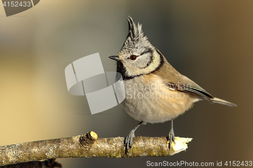 Image of cute garden bird perched on twig