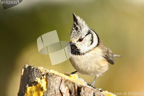 Image of cute garden bird perched on wooden stump