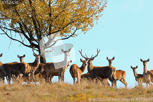 Image of group of red deers in mating season