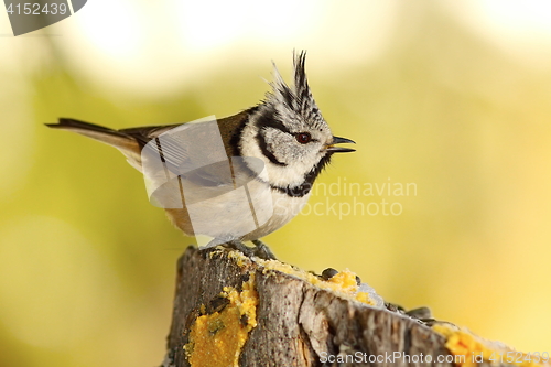 Image of funny crested tit at garden bird feeder