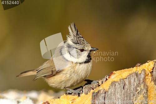 Image of tiny crested tit at lard feeder