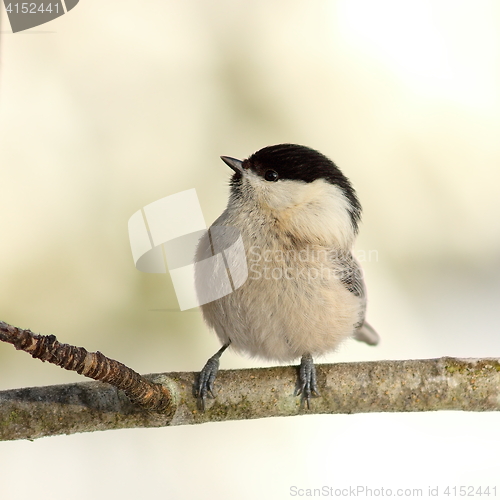 Image of coal tit in the garden in winter