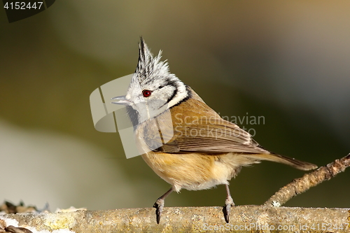 Image of cute garden bird on a twig