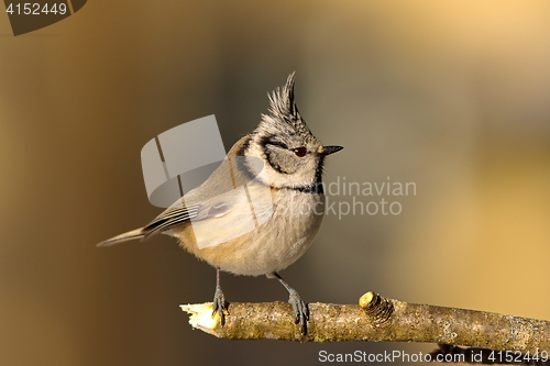 Image of crested tit in the garden in winter