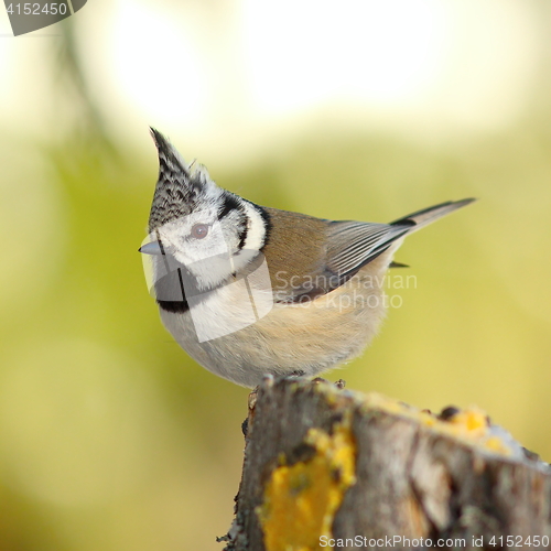 Image of crested tit perched on a stump in the garden