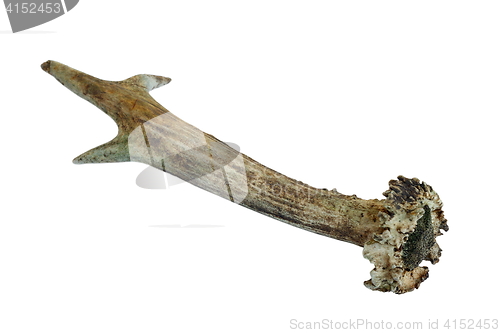 Image of isolated roe deer horn