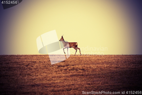 Image of roebuck at horizon