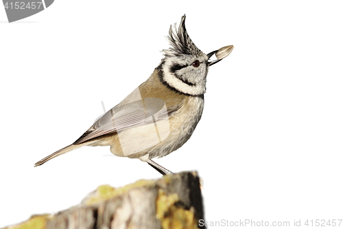 Image of isolated crested tit eating seed