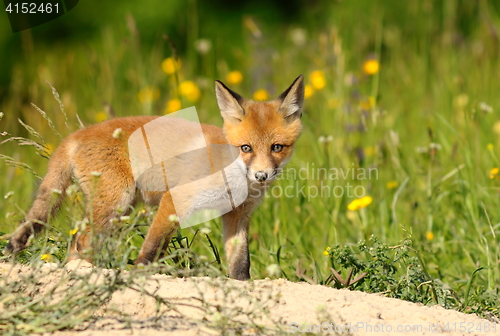 Image of curious young red fox